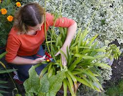 Terrasse Und Balkon Die Besten Tipps Im Juli Pflanzen Gartentipps Terrasse