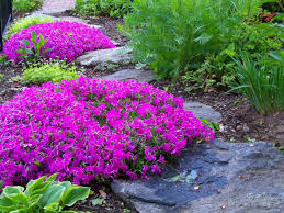 landscaping with phlox sublata