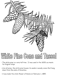 Drawing ideas for christmas tree. White Pine Cone And Tassel Coloring Page White Pine White Pine Tree White Pine Cone