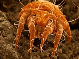 Image result for what do otodectes cynotis look like in dog fur