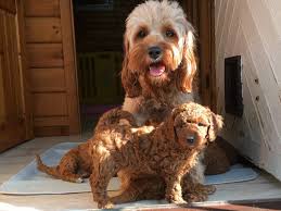 Cavapoo, cavadoodle or cavoodle is a crossbreed between a cavalier king charles spaniel & a toy poodle. Cavapoo Puppies North Carolina Usa Cute Doggies And Puppies Free Images