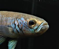 En.wikipedia.org/wiki/betta#species most popular wild betta is. Wild Betta Antuta Video Available Center Of Betta Fish For Sale