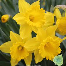 Daffodil Flower Habitat Best Flower Wallpaper