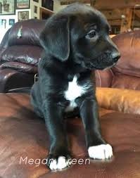 Litter Of 9 German Shepherd Dog Great Dane Mix Puppies For Sale In Rogersville Mo Adn 65085 On Puppyfinder Com Gender Femal Custom Dog Dogs Puppies For Sale