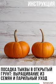 уход за огурцами в открытом грунте от посадки до урожая Tykva Posadka V Otkrytyj Grunt Vyrashivanie Pumpkin Vegetables Garden