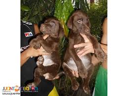 I am offering my labrador puppies for sale to any loving and caring home. Quality Xl Choco Labrador Pups Imported Lines