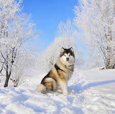 On proses perkin vaksin : 31 Puppy Love Ideas Dogs Dog Breeds Puppies