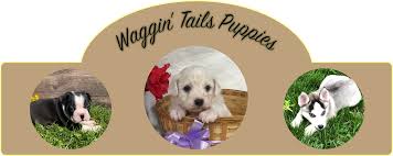 Check spelling or type a new query. Shop Waggin Tails Puppies