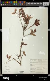 Image result for Hymenocardia ulmoides