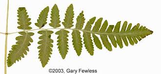 Image result for Gymnosporia oxycarpa