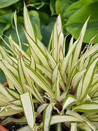 Image result for Carex cognata