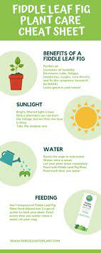 Click To View The Fiddle Leaf Fig Plant Care Cheat Sheet Learn The Key Tips To Growing A Healthy Fiddle Leaf Fi Fig Plant Fiddle Leaf Fig Fiddle Leaf Fig Tree