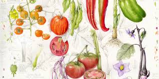 Image result for Sladeniaceae