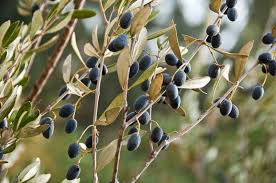 Image result for Olea capensis