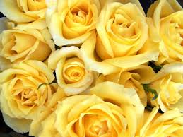 Fresh from the fields · easy mobile checkout · great quality & value Yellow Roses Meaning Friendship Hd Wallpaper Background Image 2400x1800