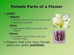 Many of the most iconic flowers, such as roses, lilies, and tulips, are bisexual, and the female pistil is characteristically surrounded by the male stamens. Understanding Flower Anatomy Ppt Video Online Download