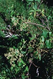 Image result for Cyphostemma kilimandscharicum