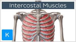 These rib muscles automatically get worked when you do bench presses, push ups and dips, but a perform dumbbell pullovers to work the muscles along your rib cage. Intercostal Muscles Function Area Course Human Anatomy Kenhub Youtube