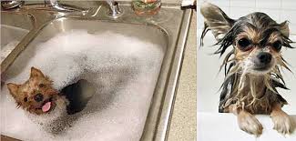 We did not find results for: Is It Ok To Use Baby Shampoo On A Dog Www Macj Com Br