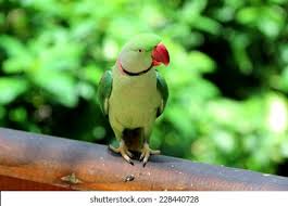 Indian Ring-Necked Parakeet - Pest Control Hub - Northland Regional Council