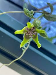 Image result for Apocynaceae subfamily Periplocoideae