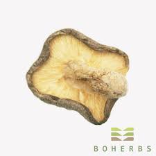 We did not find results for: Kering Shiitake Mushroom Harga Yang Rendah Kering Shiitake Mushroom Pembelian