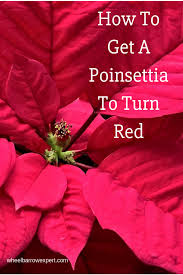 That's really a testimony to how well you've been treating them! How To Get A Poinsettia To Turn Red Mel S Garden