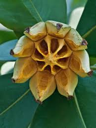 Image result for Autographa excelsa