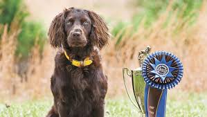 $2200 + tax & males: Events Celebrate Boykin Spaniel