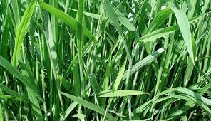 Image result for Urochloa brizantha