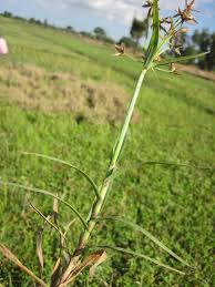 Image result for Pycreus mundtii