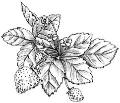 These coloring pages are easy to download, customize, and print. How To Draw A Strawberry Howstuffworks