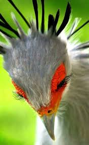 Name Bird With Crazy Hair Happy Birds Yim Flappybird Yourinfomaster Com Pdfhive Com Pdfhive Crazy Birds Bird Crafts Kids Birds Birds Of Parad Beautiful Birds Animals Rare Animals