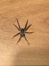 Image result for wolf spider bite skin