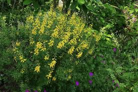 Image result for Thesium nigricans