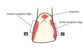 Anatomical landmarks On the tooth surface Anatomical Landmarks on the Crown  Surface: