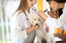 Maybe you would like to learn more about one of these? Mobile Vet Jacksonville Fl House Call Vet Homeridge Mobile Veterinary