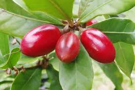 Miracle fruit plants are slow growing evergreen shrubs but produce abundant yields nearly year round and will begin producing fruit after reaching 16 tall. Miracle Berry And Miraculin What They Are Where To Buy Superfoodly