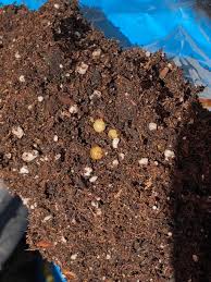 Today i will discuss how to build cactus soil, how to select tub, how to take it, how much water will be given, how much fertilizer will be, what to do if attacked, etc. Succulent Cactus Soil Eggs I M Using A Succulent Cactus Soil Mix I Purchased And Noticed These Egg Looking Things That Are Full Of Fluid Anyone Know What These Are A Bit Concerned About