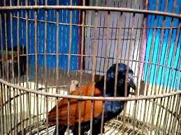 Download your search result mp3, or mp4 file on your mobile, tablet, or ★ this makes the music download process as comfortable as possible. Download Suara Burung Bubut Alang Alang Berbagai Suara