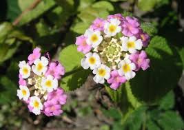 Image result for Lantana moldenkei