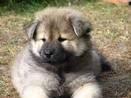 Eurasier Dog Photo Eurasier Puppy Photo And Wallpaper Beautiful Eurasier Puppy Pictures Puppies Eurasier Puppy Photos
