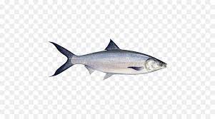 Laut hewan ocean air ikan mas 881 grafik vektor gratis dari ikan. Sarden Ikan Bandeng Filipino Masakan Gambar Png