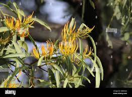 Image result for Loranthaceae