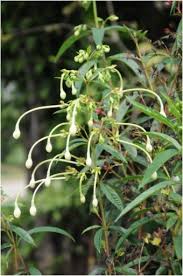 Image result for Embelia welwitschii