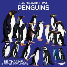 Peppermint Narwhal On Instagram I Am Thankful For Penguins Penguins Penguin Bethankful Peppermintnarwhal 2019 Animal Ho Penguins Penguin Species Animals