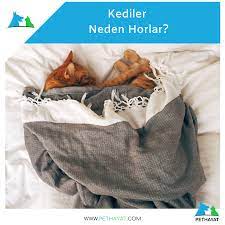 kediler neden horlar kedi horlama evcil hayvanlar