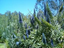 Maybe you would like to learn more about one of these? Plant Or Bush With Tall Cone Shape Purple Flowers Gardenstew Plants Purple Flowers Flowering Bushes