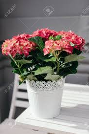 Ob im topf, im bund oder von unseren. Schone Rote Hydrangea Blumen In Weissen Topf Draussen Lizenzfreie Fotos Bilder Und Stock Fotografie Image 76399956