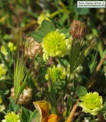 Image result for Trifolium campestre